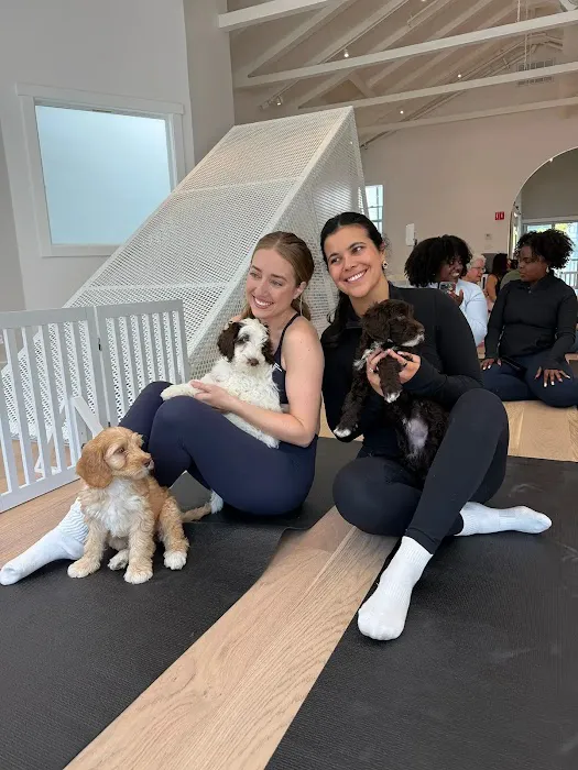 Puppy Sphere | Puppy Yoga (San Francisco) Picture 2