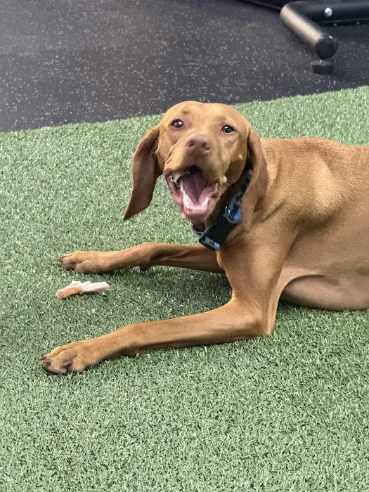 Trainability - Potrero Hill Picture 4