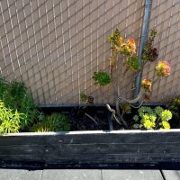 Pacifica Athletic Center ico