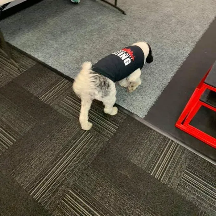 Portland City Boxing Picture 9