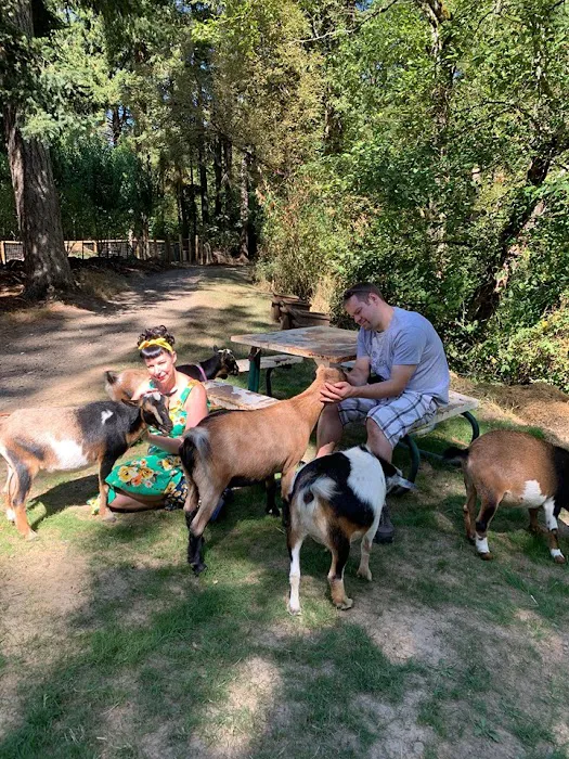 Original Goat Yoga- Oregon City OR Picture 4