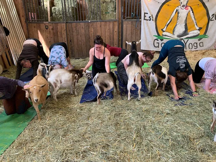 Original Goat Yoga- Oregon City OR Picture 1