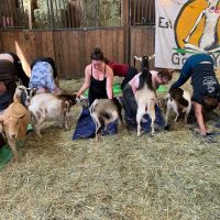 Original Goat Yoga- Oregon City OR ico