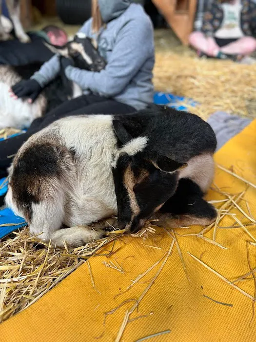 Original Goat Yoga- Oregon City OR Picture 2