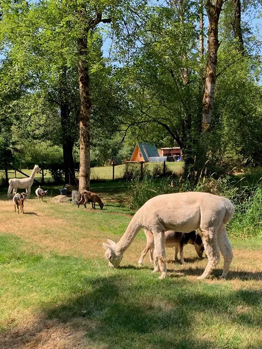 Original Goat Yoga- Oregon City OR Picture 7