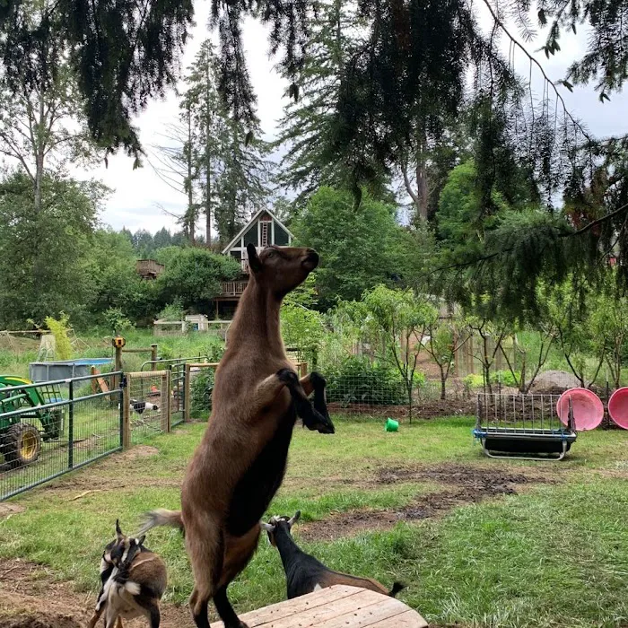 Original Goat Yoga- Oregon City OR Picture 6