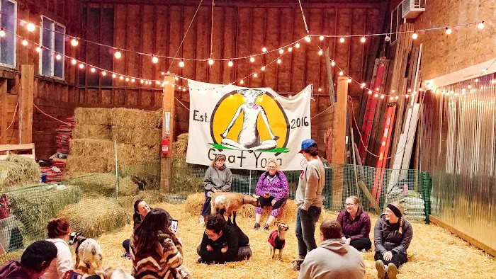 Original Goat Yoga- Oregon City OR Picture 10