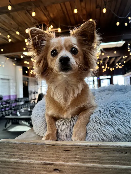 RCF Barbell Club Sodo Picture 4