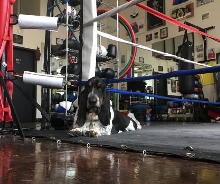 Arcaro Boxing
