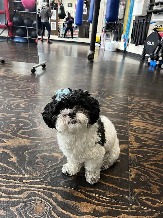 Arcaro Boxing Picture 5