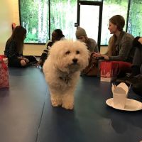 Spira Power Yoga ico