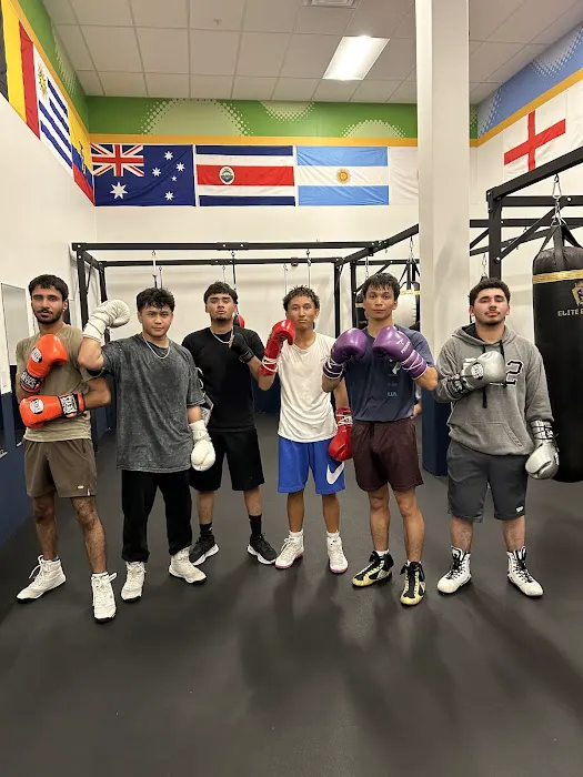 Elite Boxing Picture 4