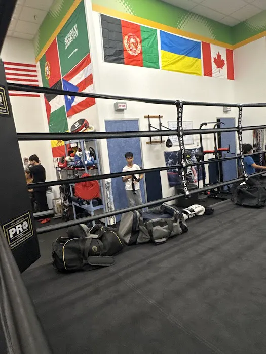 Elite Boxing Picture 7