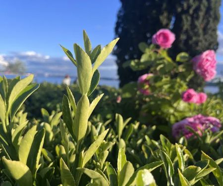 Centennial Park Exercise Station