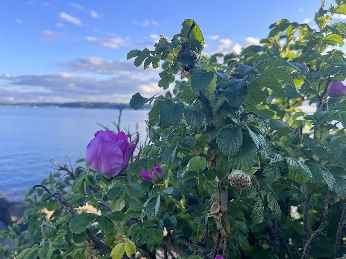 Centennial Park Exercise Station Picture 3