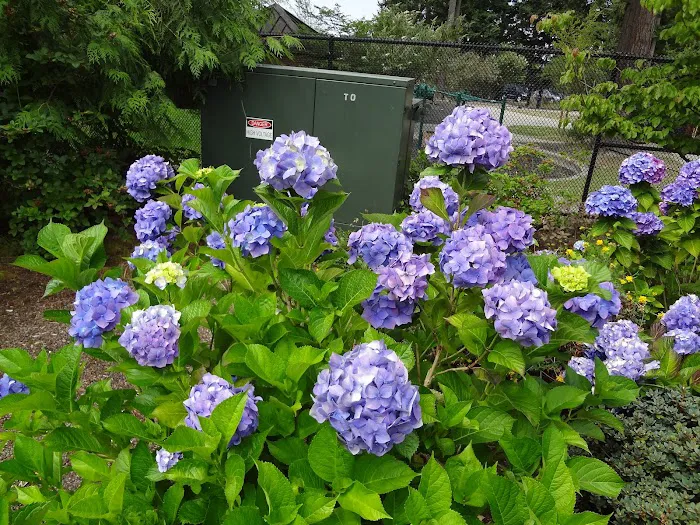 Highline College Pavillion Picture 7