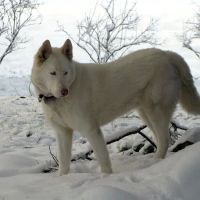 Inner Strength Pilates ico