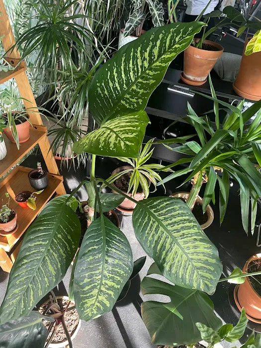 Sama Fitness Picture 7