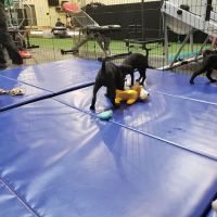 Friends of the Gym ico