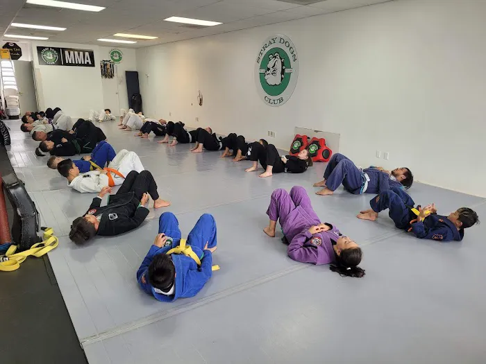 Stray Dogs Club Picture 7