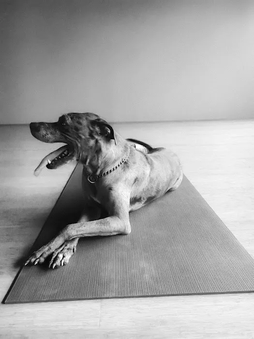 College Park Yoga Picture 6