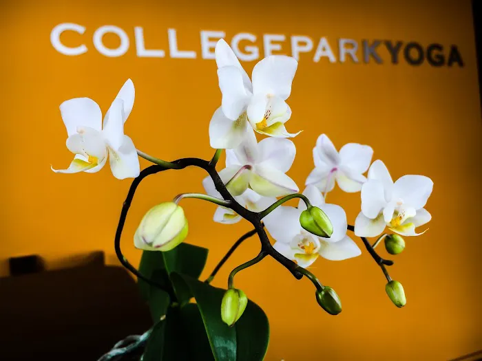 College Park Yoga Picture 5