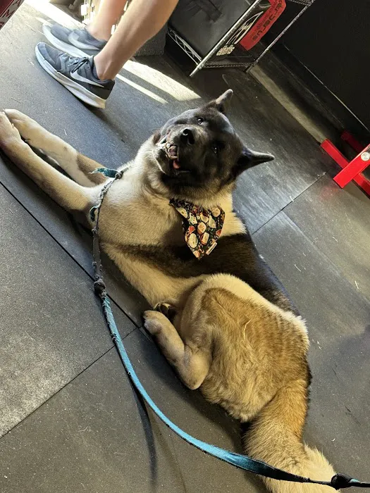 Bear Iron Barbell Picture 2