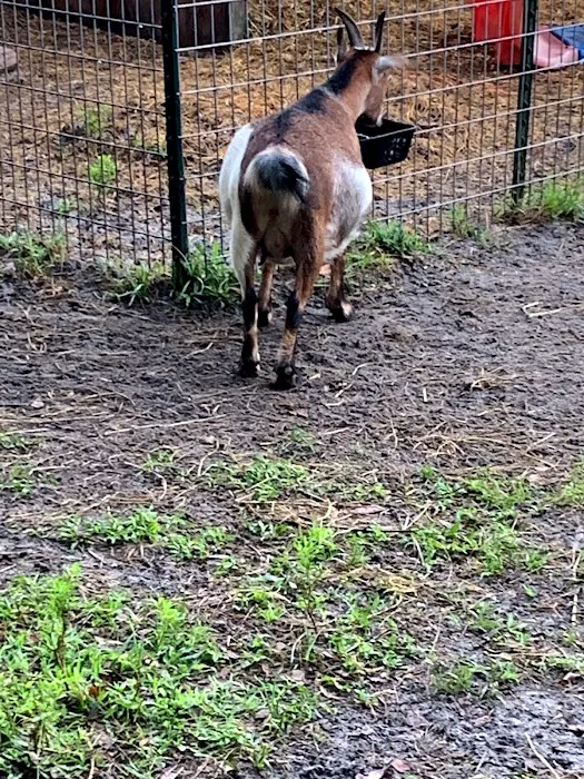 Goat Yoga at Dancing Moon Picture 2