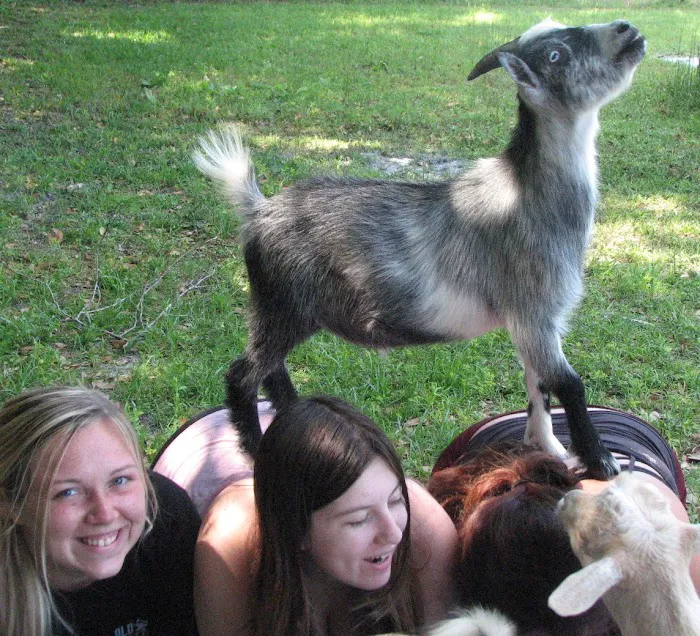 Goat Yoga at Dancing Moon Picture 10