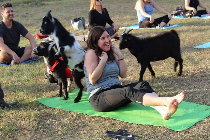 Goat Yoga at Dancing Moon Picture 3