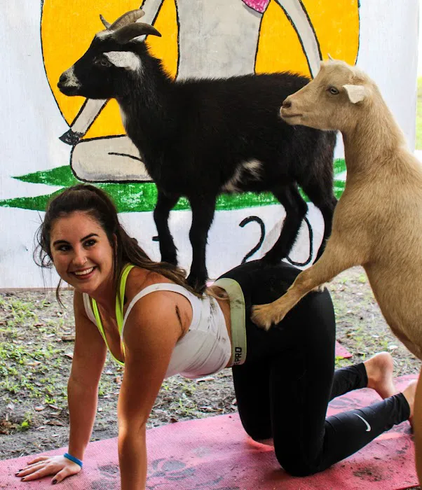 Goat Yoga at Dancing Moon Picture 6