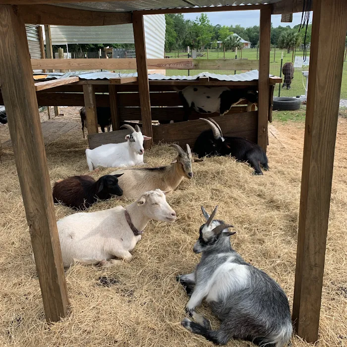 Goat Yoga at Dancing Moon Picture 4
