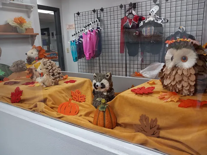 Fit Club Gymnastics, Dance & Cheer Academy Picture 3