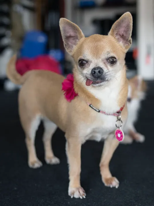 Goat House CrossFit Picture 4