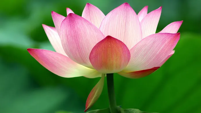 InBliss Yoga Picture 10