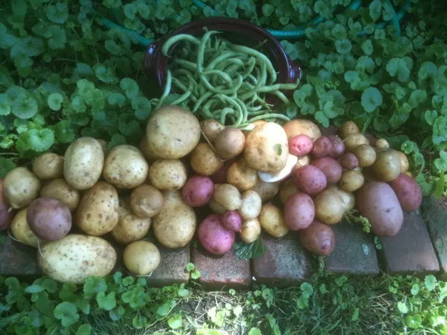 Gardens of Delight Picture 2