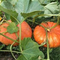 Gardens of Delight ico