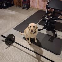 Means Muscle Gym ico