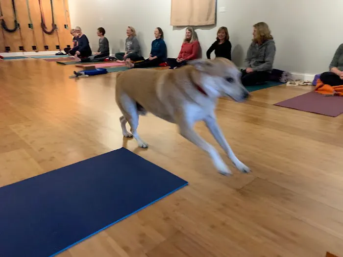 Iyengar Yoga Center of Raleigh Picture 7