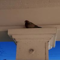 Bull City Pilates and Massage ico