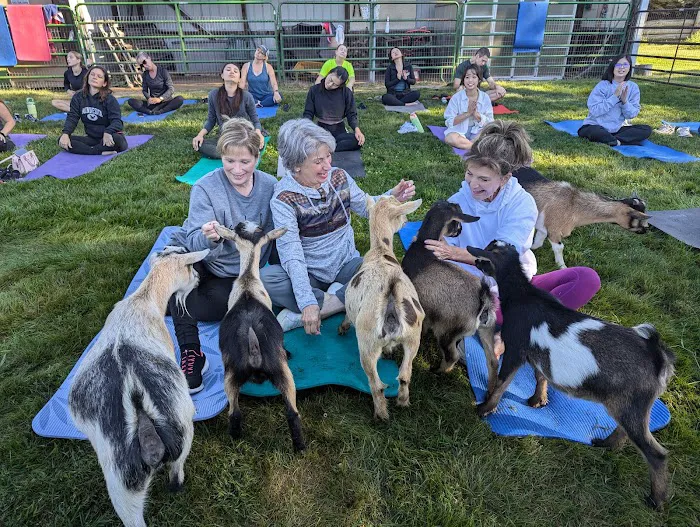 Jams Goat Yoga Picture 1