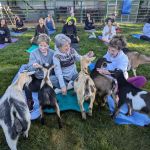 Jams Goat Yoga