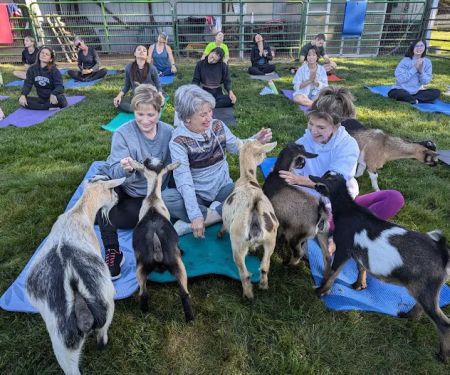 Jams Goat Yoga