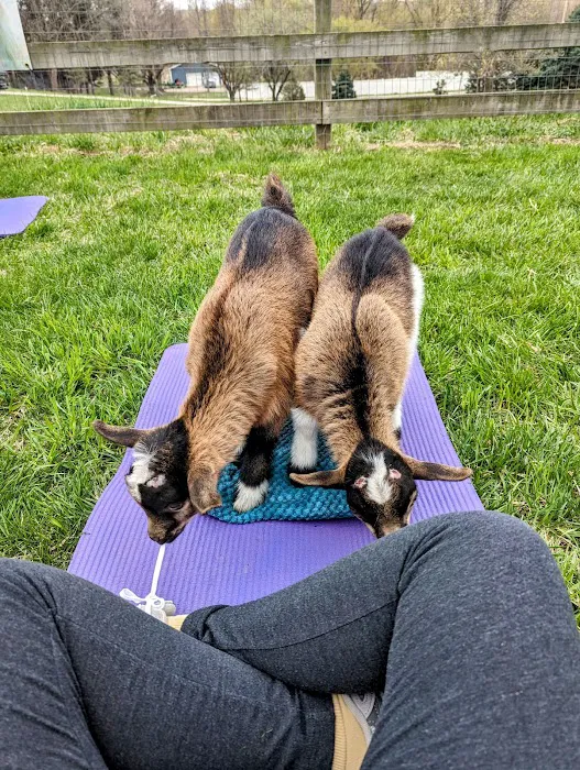 Jams Goat Yoga Picture 2