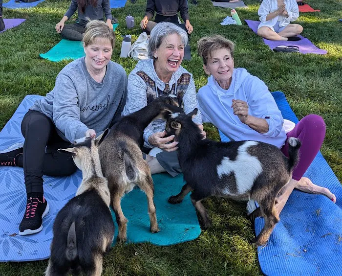 Jams Goat Yoga Picture 6