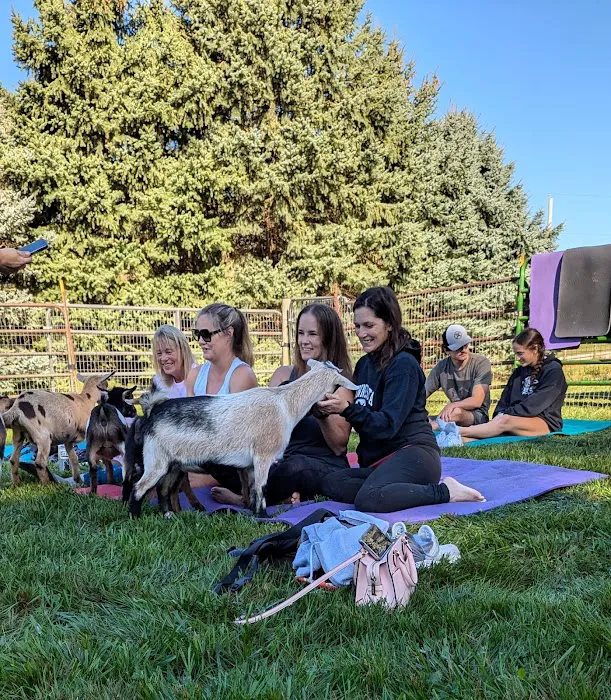 Jams Goat Yoga Picture 8