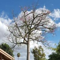 The Divine Art of Yoga Center Ashram ico