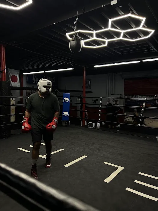 Knockouts Boxing Picture 7