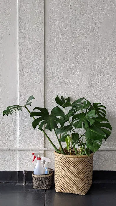 Community Yoga Club / Ashtanga Yoga Long Beach Picture 9