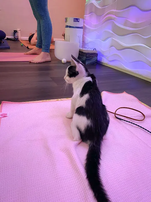 Blue Healer Yoga Picture 10